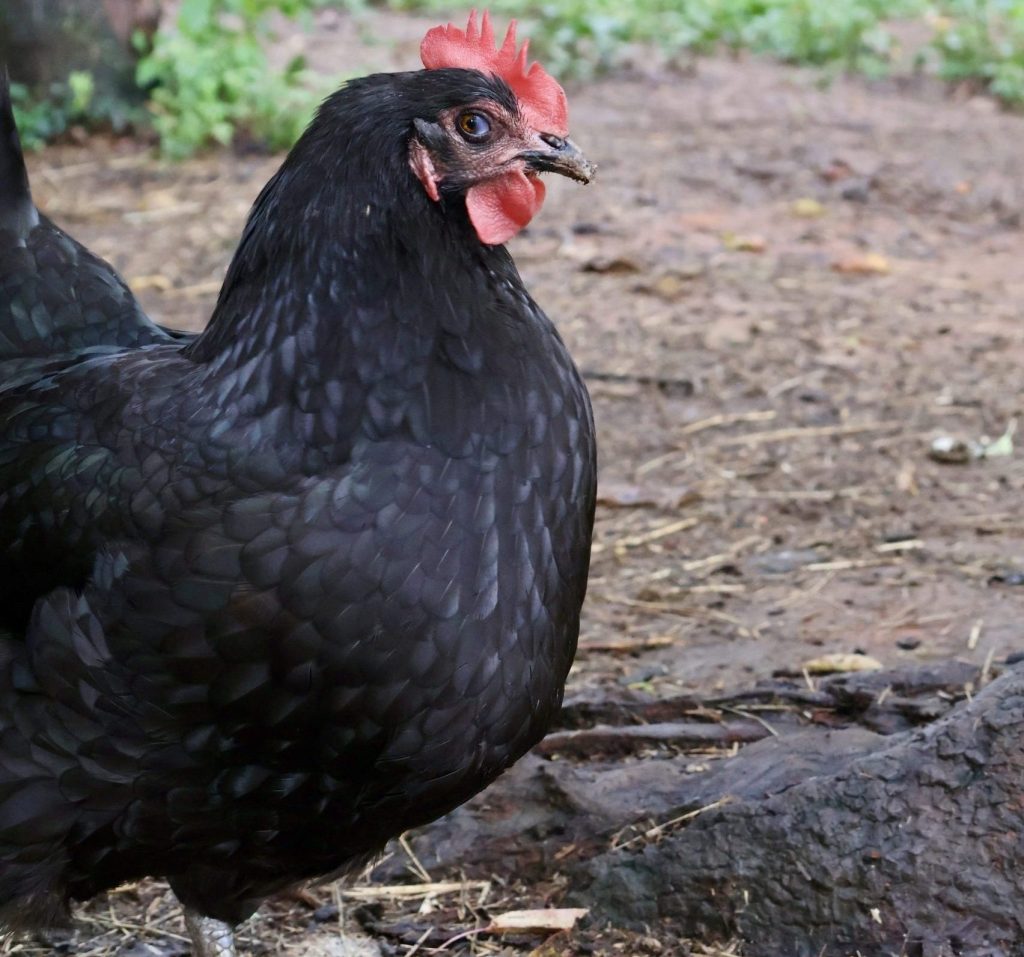 farm animals at The Crown